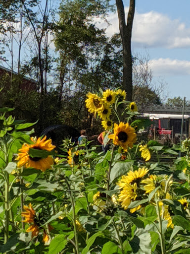 Pumpkin Patch «CornFun Corn Maze Adventure And Pumpkin Patch», reviews and photos, 9391 Lindsey Ln, Casco, MI 48064, USA