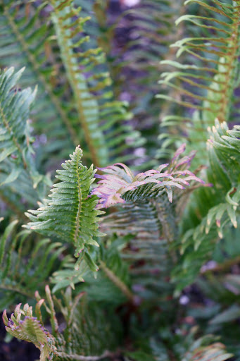 Landscaper «Blacklotus Landscaping LLC», reviews and photos