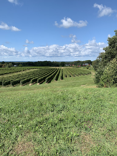 Winery «Johnson Estate Winery», reviews and photos, 8419 W Main St, Westfield, NY 14787, USA