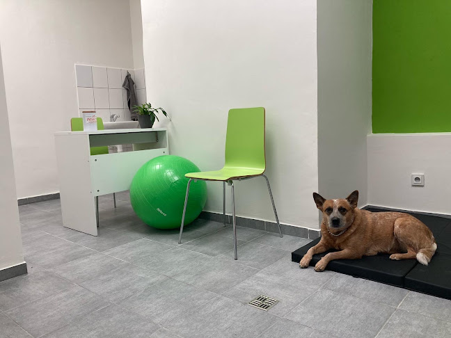 Recenze na Physiopet - fyzioterapie pro psy v Pardubice - Veterinář