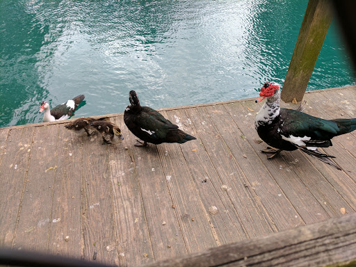 Park «Terry Hershey Park», reviews and photos, 15200 Memorial Dr, Houston, TX 77079, USA