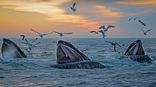 Whale Watching Tour Agency «7 Seas Whale Watch», reviews and photos, 63 Rogers St, Gloucester, MA 01930, USA