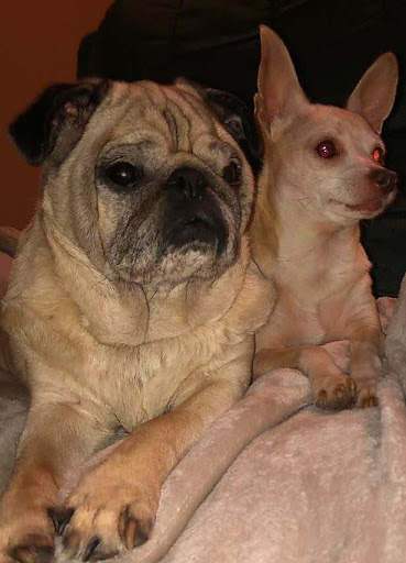 Pet Supply Store «Pet Supplies Plus», reviews and photos, 101 Sutton Ave, Oxford, MA 01540, USA