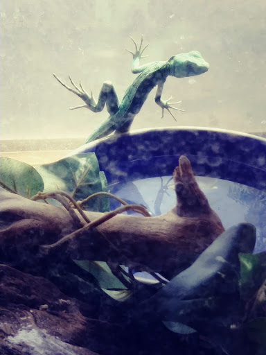 Reptile Store «Pets & Things», reviews and photos, 44825 Van Dyke, Utica, MI 48317, USA