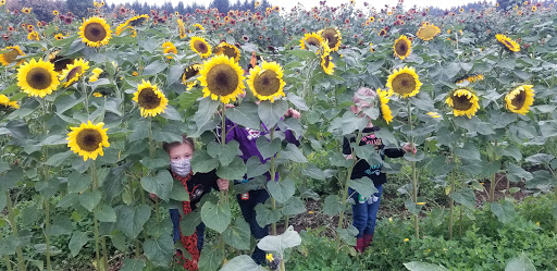 Pumpkin Patch «Rutledge Corn Maze LLC», reviews and photos, 302 93rd Ave SE, Olympia, WA 98501, USA