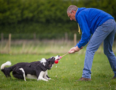 Dogpower Hondenopleidingen - Leuven
