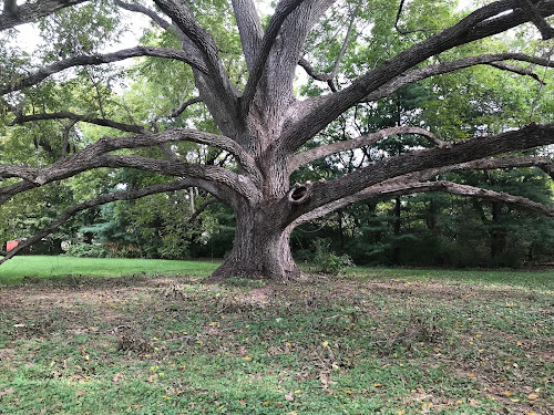  alt='Busy Badger Tree Care did a great job taking a very large maple tree down in a tight spot between our house and the road'