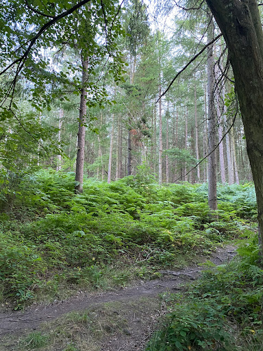 Grenoside Woods