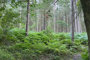 Grenoside Woods image