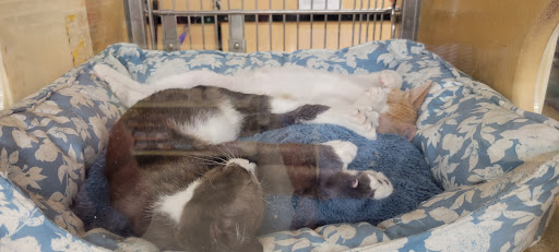 Pet Supply Store «PetSmart», reviews and photos, 2101 NJ-35, Holmdel, NJ 07733, USA