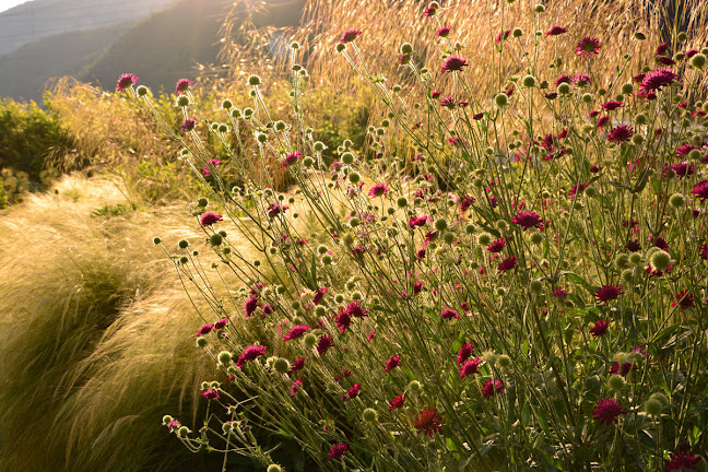 AvantGarten GmbH - Gartenbauer