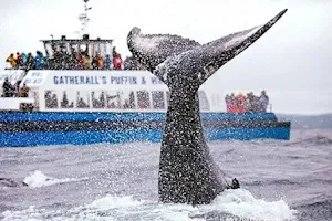 Gatherall's Puffin & Whale Watch image