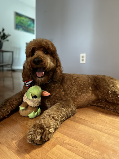 Pet Supply Store «PetSmart», reviews and photos, 2102 W Union Blvd #22A, Bethlehem, PA 18018, USA