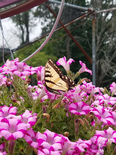 Garden Center «Chesterton Feed & Garden Center», reviews and photos, 400 Locust St, Chesterton, IN 46304, USA