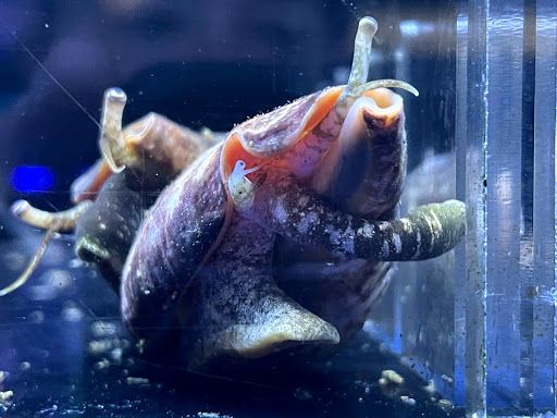 Tropical Fish Store «Tropical Pet Oasis», reviews and photos, 10218 Progress Ln, Parker, CO 80134, USA