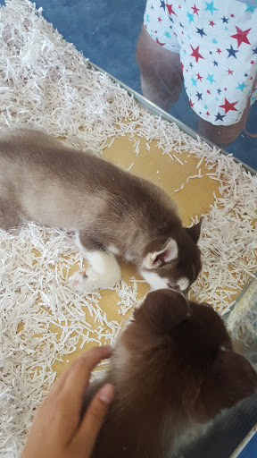 Pet Store «V.I. Pets», reviews and photos, 11975 E Lakewood Blvd, Holland, MI 49424, USA