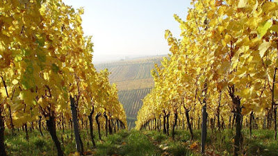 Vins d'Alsace Meyer Jean-Luc et Bruno à Eguisheim