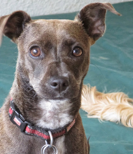 Pet Boarding Service «Bed and Biscuits / Groomingdales», reviews and photos, 2625 Chanticleer Ave, Santa Cruz, CA 95065, USA