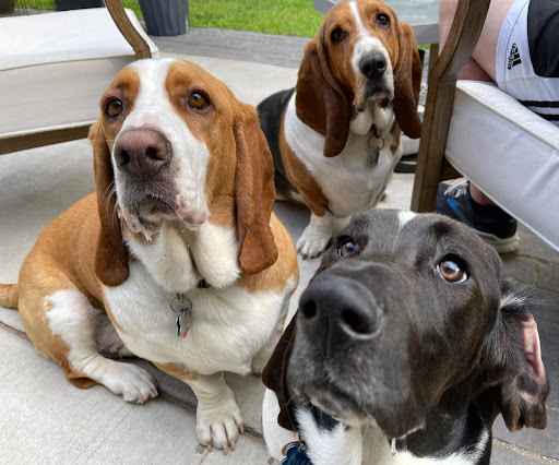 Brakken Veterinary Clinic image