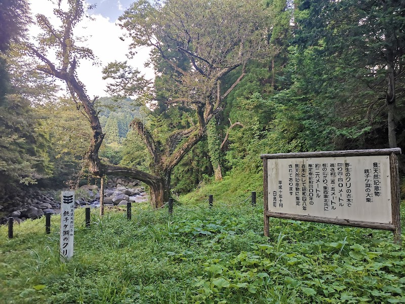 銚子ヶ渕のクリ
