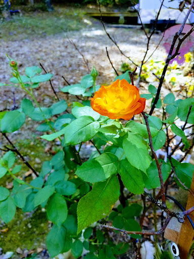 Cabin Rental Agency «Dixieland Cabins», reviews and photos, 1613 Donelson Pkwy, Dover, TN 37058, USA