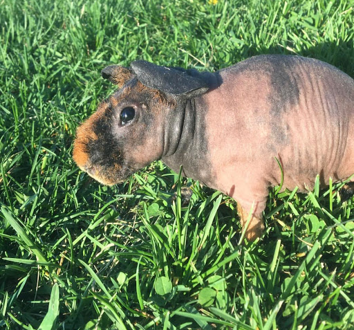 Pet Supply Store «Pet Supplies Plus», reviews and photos, 50633 Gratiot Ave, Chesterfield, MI 48051, USA