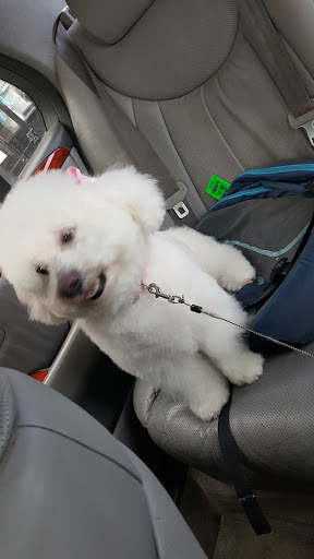 Pet Store «Doggy Dog World Inc», reviews and photos, 2552 Coney Island Ave, Brooklyn, NY 11223, USA