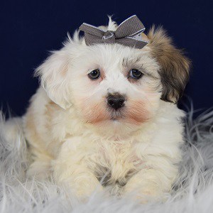 Pet Store «AA Ridgewood Kennels II», reviews and photos, 5401 Lincoln Hwy, Gap, PA 17527, USA