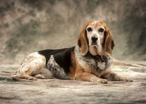 Pet Groomer «The Pet Station Salon and Boutique», reviews and photos, 9410 Norton Commons Blvd, Prospect, KY 40059, USA