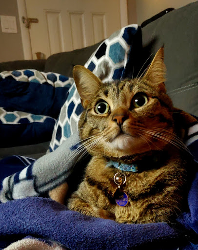 Animal Shelter «Humane Society of El Paso», reviews and photos