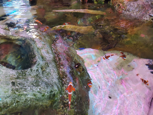 Aquarium «SEA LIFE Grapevine Aquarium», reviews and photos, 3000 Grapevine Mills Pkwy, Grapevine, TX 76051, USA