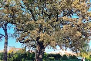 Stejarul lui Avram Iancu image