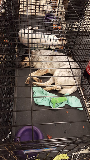 Pet Supply Store «PetSmart», reviews and photos, 5214 Blanche Moore Dr, Corpus Christi, TX 78411, USA