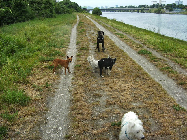 Beoordelingen van OSKAR hondenpension in Gent - Hondentrainer