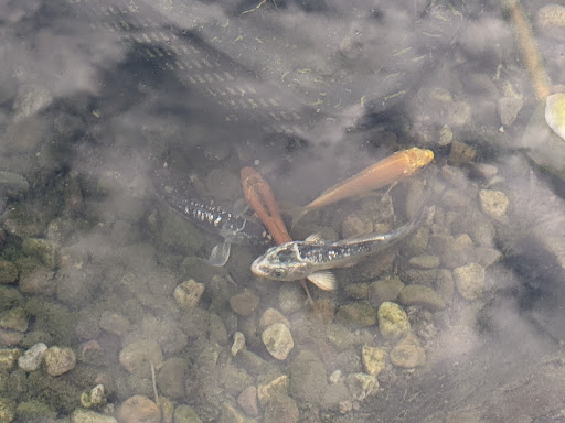 Pet Supply Store «PetSmart», reviews and photos, 3425 Amelia Dr, Orchard Park, NY 14127, USA