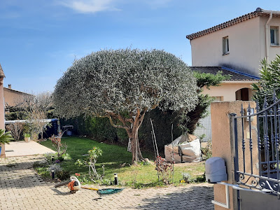 Dupeyron-prin entretien d espace vert,elagueur,élagage, abattage, taille de hais à Le Thor