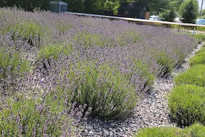 Summerhouse Lavender Farm image