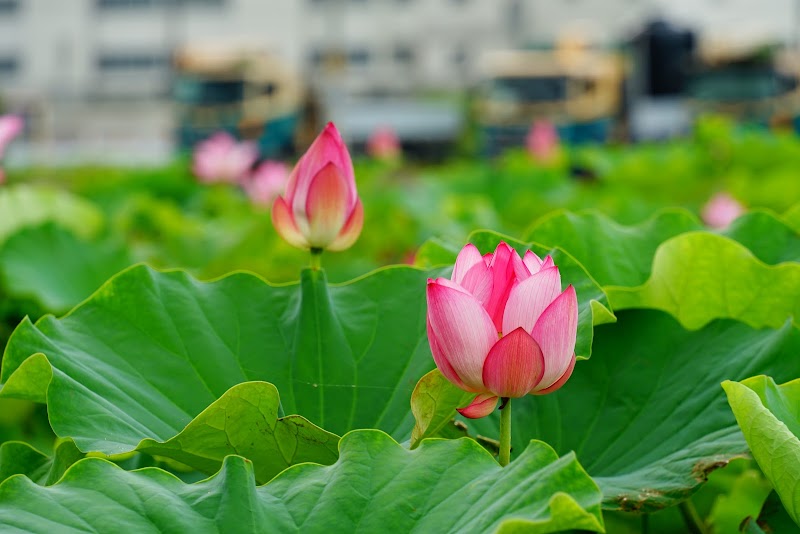 蓮の花