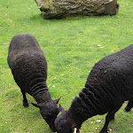 Photo n° 2 de l'avis de Natacha.i fait le 03/08/2021 à 19:24 pour Domaine des Fauves à Les Abrets en Dauphiné