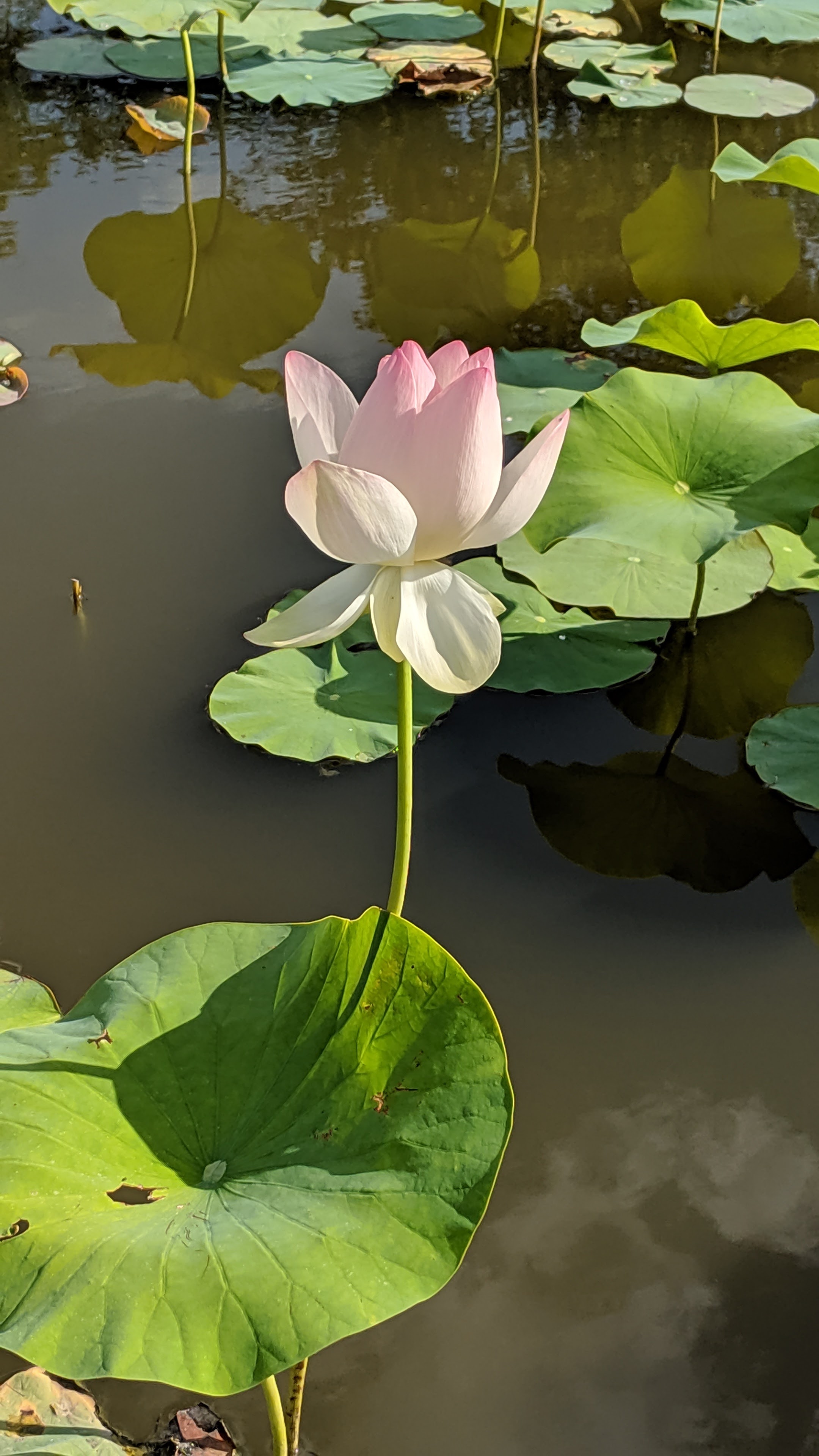 Photo n° 1 de l'avis de Jose.u fait le 28/07/2019 à 17:10