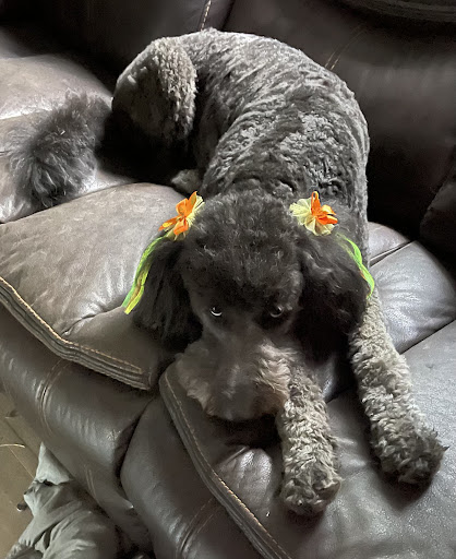 Pet Store «Pet Town», reviews and photos, 51 WA-300, Belfair, WA 98528, USA