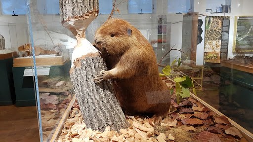 Natural History Museum «George B. Dorr Museum of Natural History», reviews and photos, 105 Eden St, Bar Harbor, ME 04609, USA