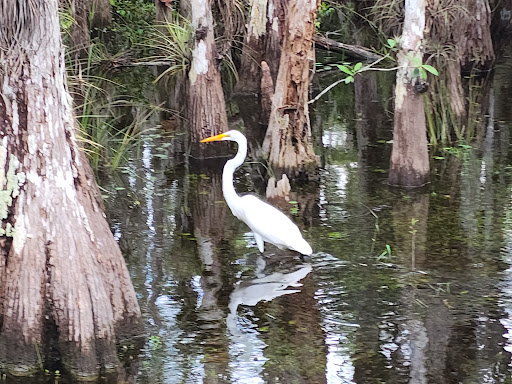 Nature Preserve «Big Cypress National Preserve», reviews and photos