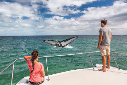 Whale Watching Waikiki