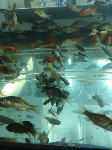 Pet Supply Store «Petco Animal Supplies», reviews and photos, 1203 SE Everett Mall Way f, Everett, WA 98208, USA