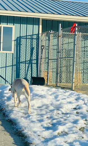 Abitt Like Home Kennels