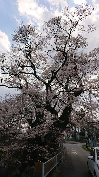 北殿の江戸彼岸桜