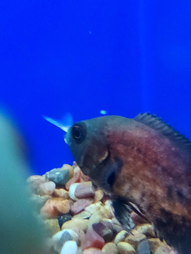 Pet Supply Store «PetSmart», reviews and photos, 1010 E Lancaster Ave, Downingtown, PA 19335, USA