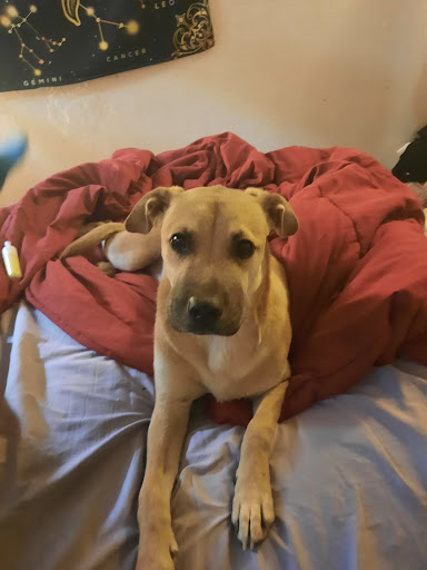 512 Walker St, Orland, CA 95963, USA