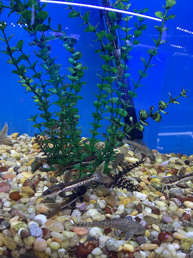 Pet Store «Jules Pet Shop», reviews and photos, 2214 N Milwaukee Ave, Chicago, IL 60647, USA